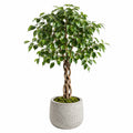 Plante artificielle ficus 180 cm feuillage vert tronc tressé pour intérieur
