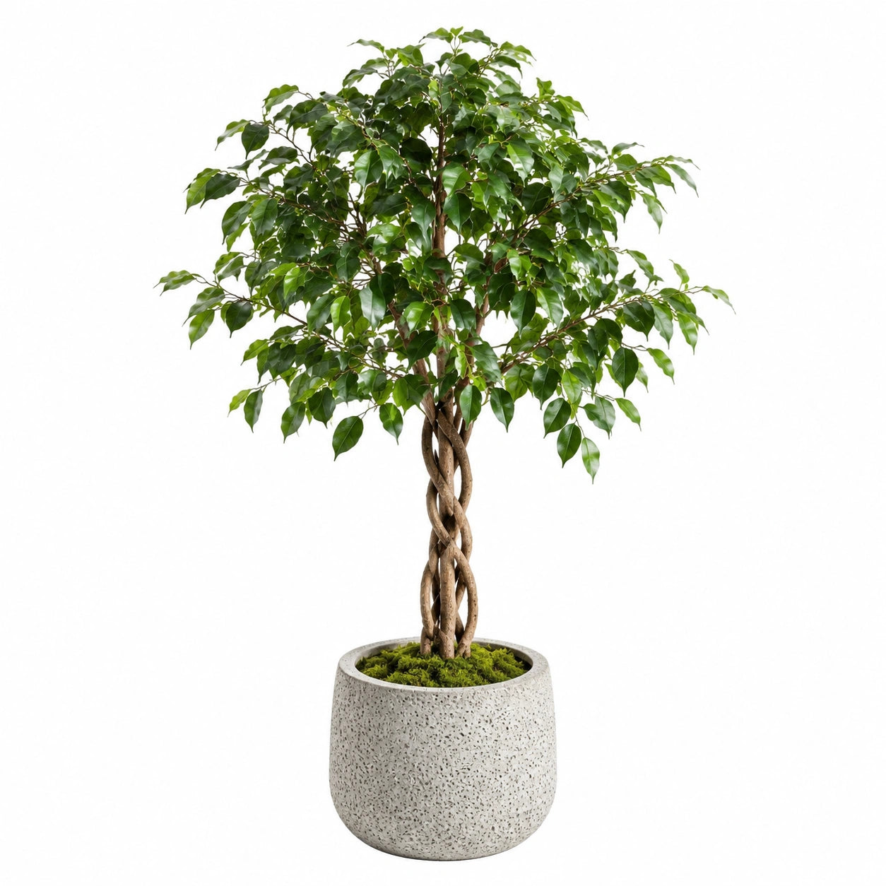 Plante artificielle ficus 180 cm feuillage vert tronc tressé pour intérieur